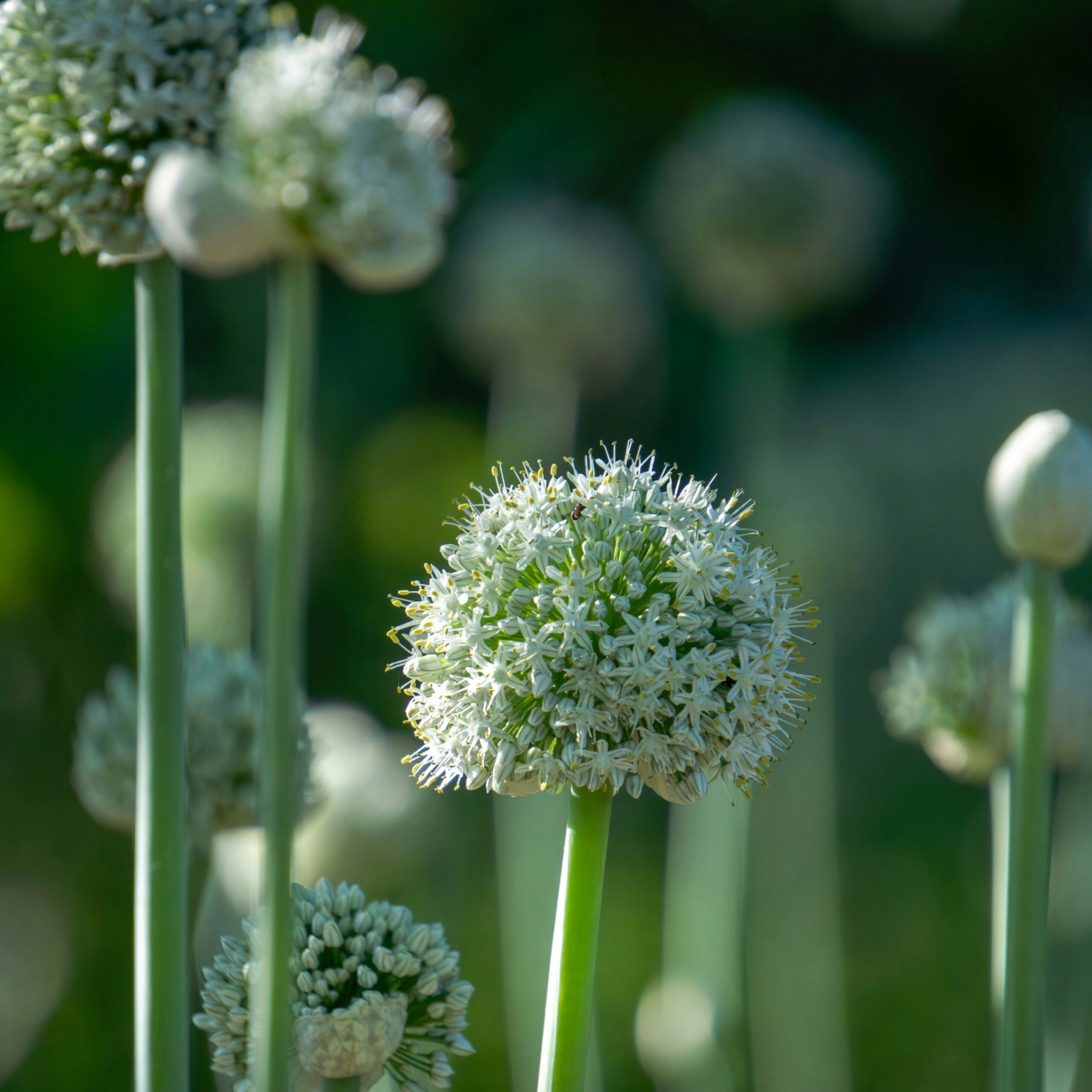 allium close up 2