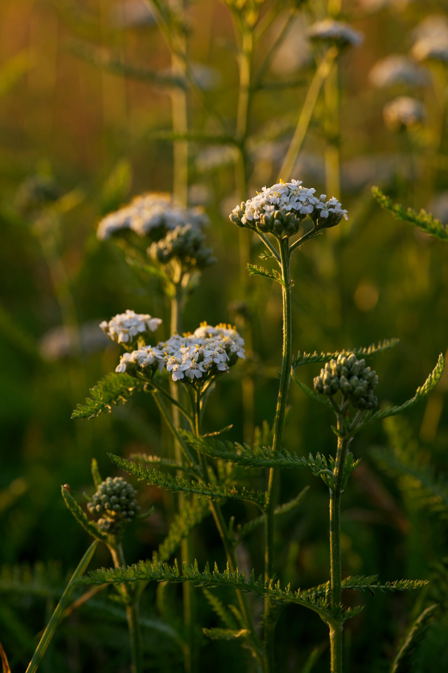 achillea