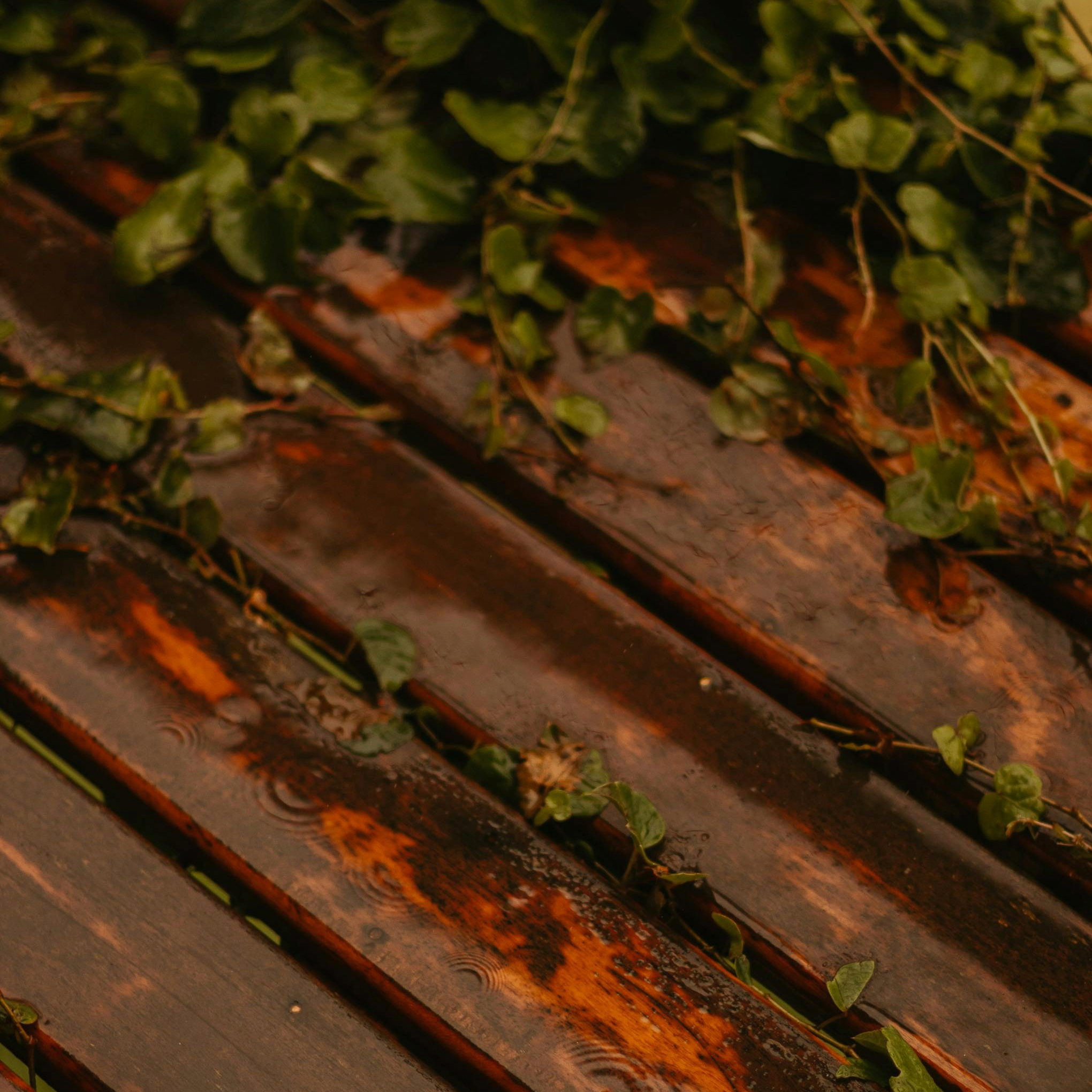 wet hardwood decking 2